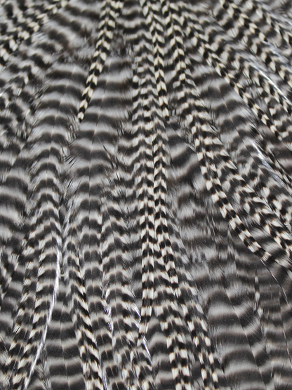 Grizzly Capes