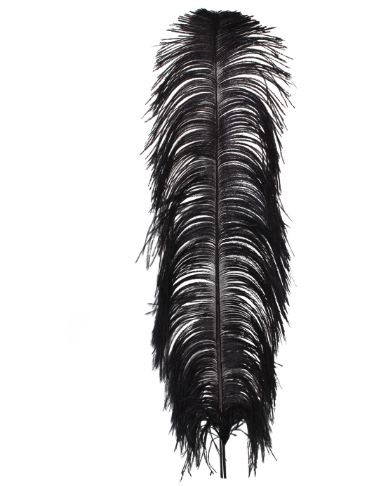 Ostrich Wing Plumes 1st Quality 20"+ H80 Black