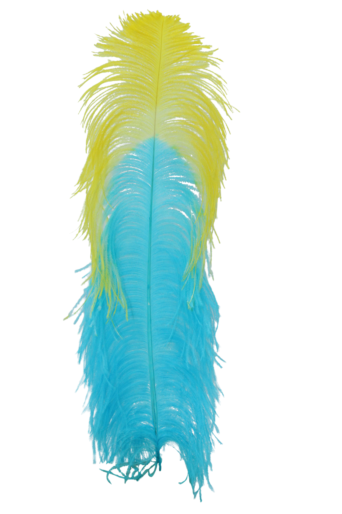 Ostrich Plumes 1st Quality 20"+ Custom H12 Aqua with H36 Yellow Tip