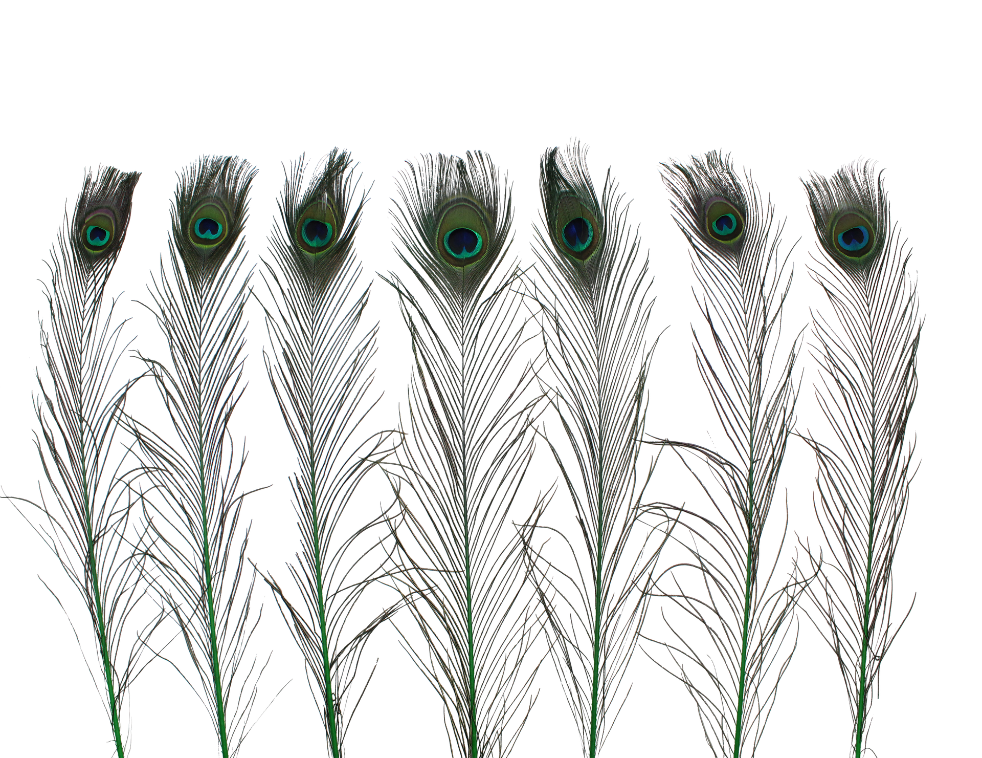 Gordon Griffiths Peacock Eye Feathers – Dyed Mixed 5 Pack – Various Colours For Fly Tying