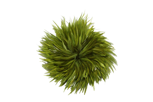 Saddles Pound Bleached & Dyed Olive H1