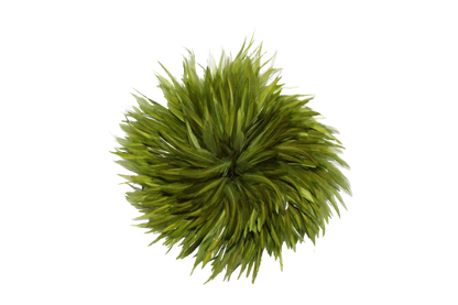 6-7" Rooster Saddles Bleached & Dyed H1 Olive