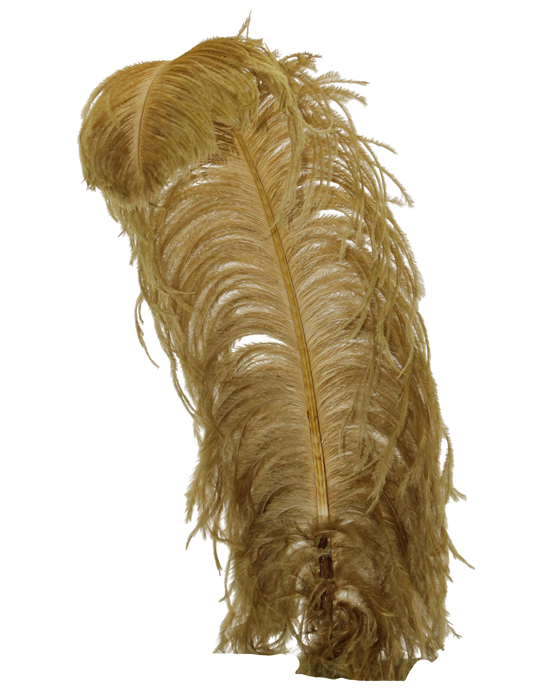 Ostrich Wing Plumes 1st Quality 20"+ H42 Tan