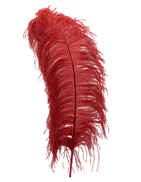 Ostrich Wing Plumes 1st Quality 20"+ H53 Swiftie Red