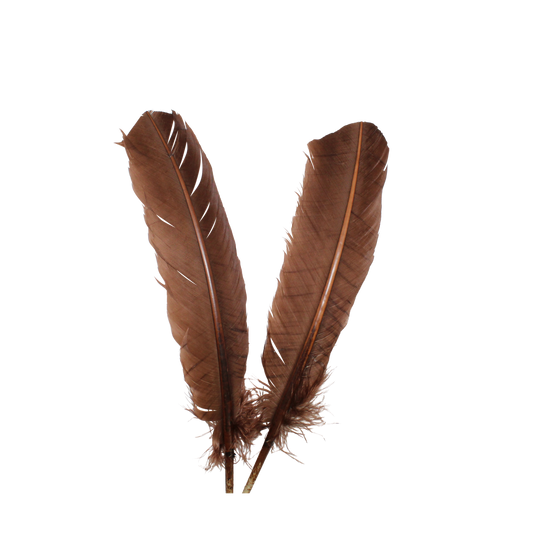 10-12” Turkey Quills H83 Brown