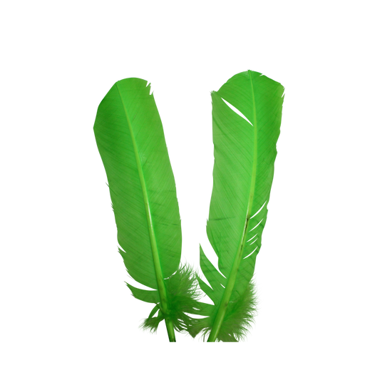 10-12” Turkey Quills H101 Lime