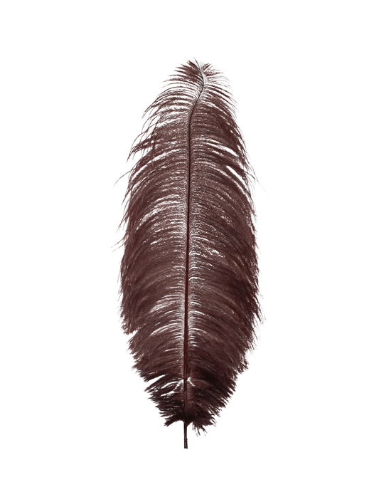 Ostrich Drabs 13-17" H30 Brown