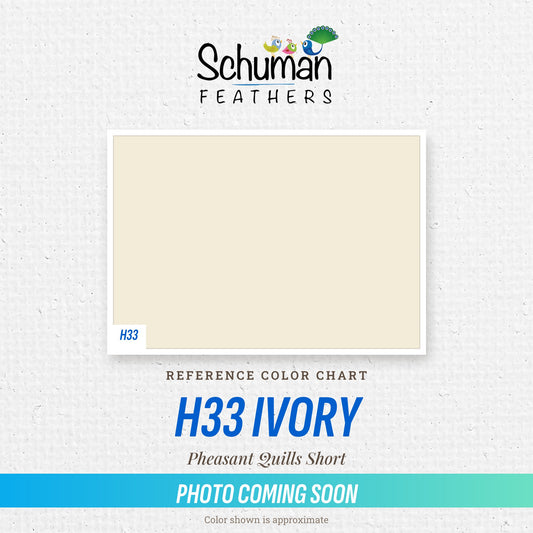Pheasant Quills Short H33 Ivory