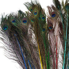 All Stem Dyed Peacock Feather Eyes 25-35 inches 100 Pack (CHOOSE YOUR COLOR)