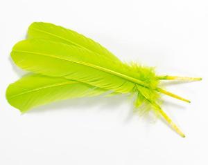 Apple Green Quill Feathers by the Pound