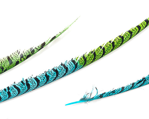 Aqua and Lime Zebra Pheasant Feathers 30 inches up, per 5 pieces