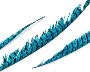 Aqua Zebra Pheasant Feathers 30 inches up, per 5 pieces