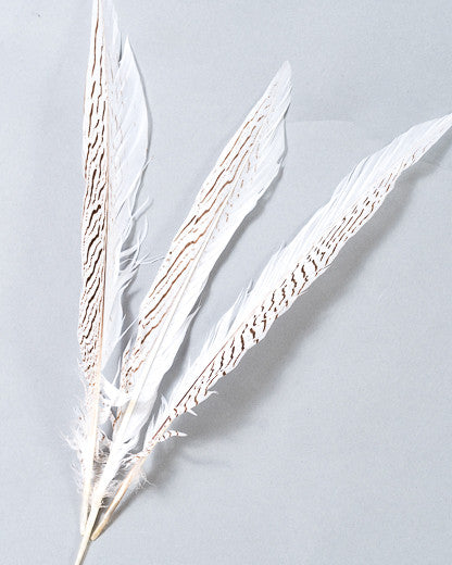 Silver Pheasant Feather 10-18 inches By The Piece