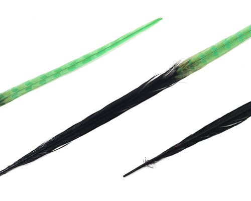 Black and Lime Ringneck Pheasant Feather Bleached and Dyed 18-22