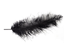 Wholesale Ostrich Feathers, drabs 12-17 inches, per 10 Feathers (CHOOSE YOUR COLOR)