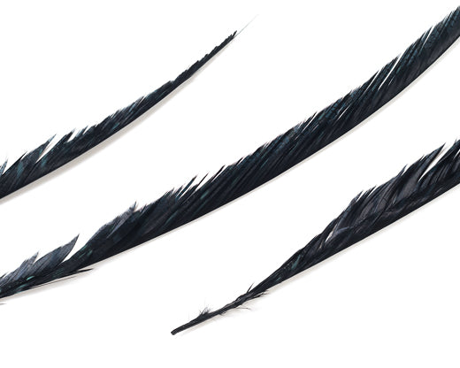 Black Zebra Pheasant Feathers 30 inches up, per 5 pieces