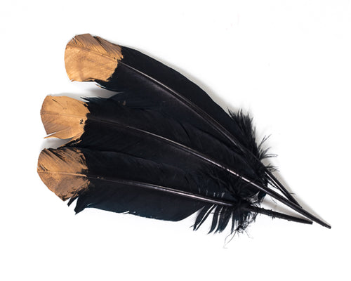 Black with Metallic Gold Tip Quill Feathers by the Pound