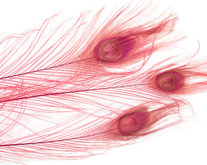 Cranberry Bleached and Dyed Peacock Feather 25-35 inches 100 Pack