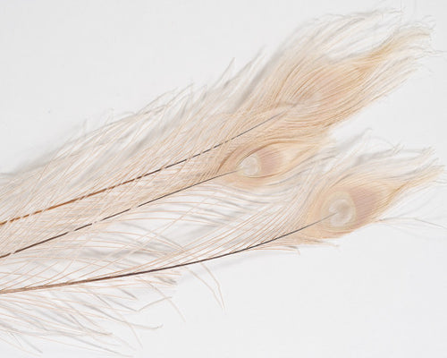 Beige Bleached and Dyed Peacock Feather 25-35 inches 100 Pack