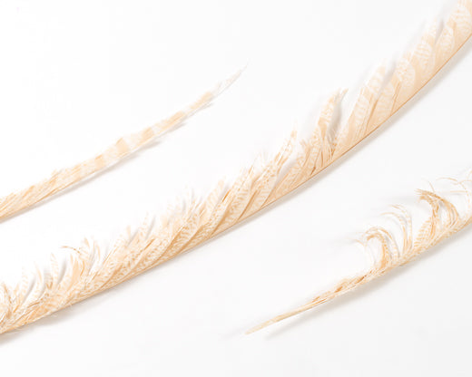 Degraded Zebra Pheasant Feathers 30 inches up, per 5 pieces