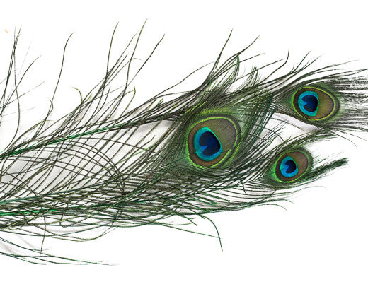 Emerald Stem Dyed Peacock Feather 25-35 inches 100 Pack