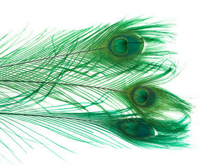 Emerald Bleached and Dyed Peacock Feather 25-35 inches 100 Pack