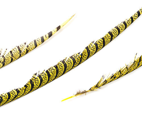Gold Zebra Pheasant Feathers 30 inches up, per 5 pieces