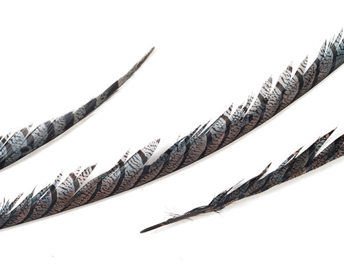 Grey Zebra Pheasant Feathers 30 inches up, per 5 pieces