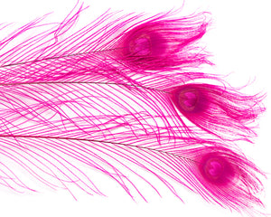 Hot Pink Bleached and Dyed Peacock Feather 25-35 inches 100 Pack