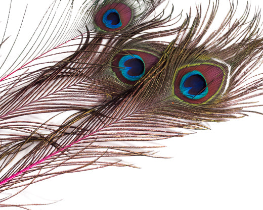 Hot Pink Stem Dyed Peacock Feather 25-35 inches 100 Pack