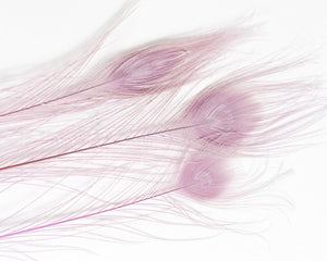 Lilac Bleached and Dyed Peacock Feather 25-35 inches 100 Pack