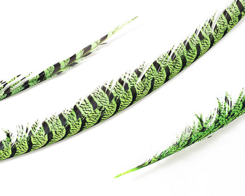 Lime Zebra Pheasant Feathers 30 inches up, per 5 pieces