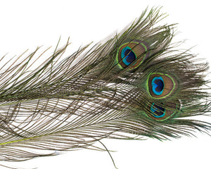 Lime Stem Dyed Peacock Feather 25-35 inches 100 Pack
