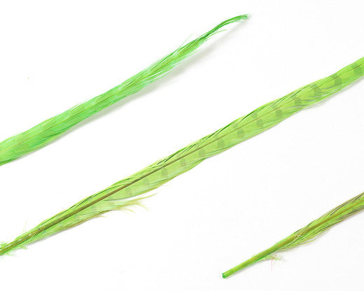 Lime Ringneck Pheasant Feather Bleached and Dyed 18-22