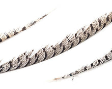 Natural Lady Amherst Feathers (CHOOSE YOUR SIZE)
