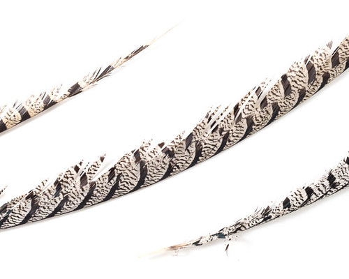 Natural Zebra Pheasant Feathers 30 inches up, per 5 pieces