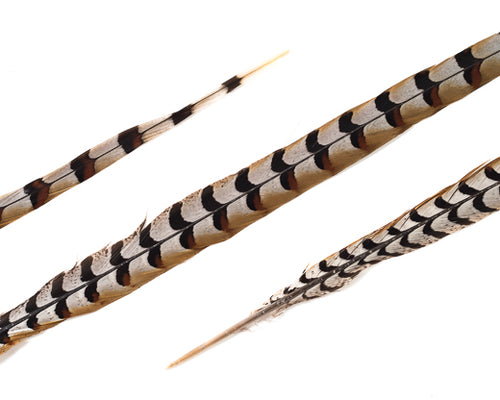 Natural Reeves Pheasant Feathers by the Piece (CHOOSE YOUR SIZE)