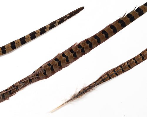 Natural Ringneck Pheasant Feathers, per 12 pack (CHOOSE YOUR SIZE)