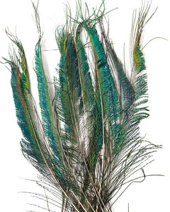 Natural Peacock Sword Feathers 25-35 inches 100 pack