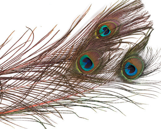 Orange Stem Dyed Peacock Feather 25-35 inches 100 Pack