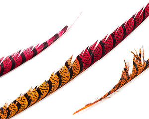 Red and Orange Zebra Pheasant Feathers 30 inches up, per 5 pieces