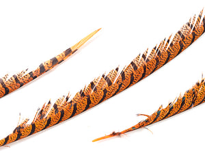 Orange Zebra Pheasant Feathers 30 inches up, per 5 pieces