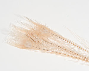 Ivory Bleached and Dyed Peacock Feather 25-35 inches 100 Pack