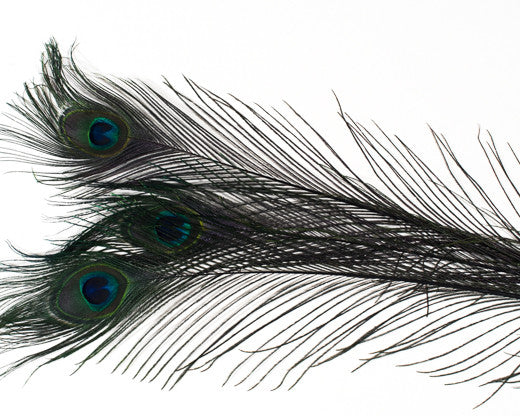 Black Bleached and Dyed Peacock Feather 25-35 inches 100 Pack