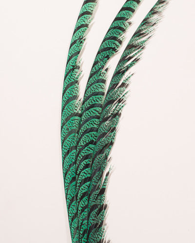 Mint Zebra Pheasant Feathers 30 inches up, per 5 pieces