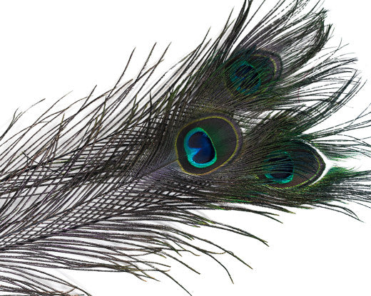Purple Stem Dyed Peacock Feather 25-35 inches 100 Pack