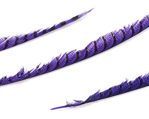 Purple Zebra Pheasant Feathers 30 inches up, per 5 pieces