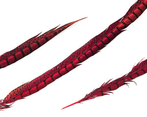 Lady Amherst Pheasant Feathers, Dyed Over Natural, 30-36 inch, per 5 pieces (CHOOSE YOUR COLOR)