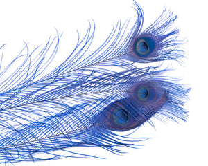 Royal Blue Bleached and Dyed Peacock Feather 25-35 inches 100 Pack