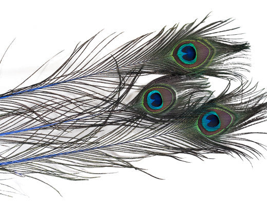 Royal Blue Stem Dyed Peacock Feather 25-35 inches 100 Pack
